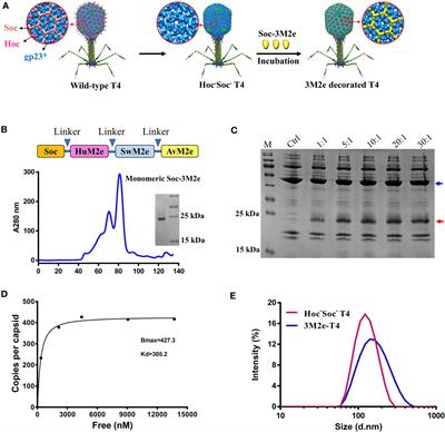 Bacteriophage T4 Vaccine Platform for Next-Generation Influenza Vaccine Development